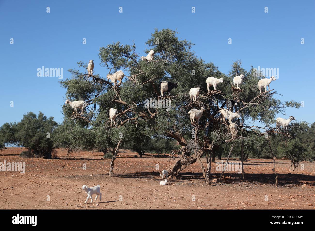 Arbre grimpant chèvres se nourrissant dans un argan (Argania spinosa) à Essaouria, Maroc, Afrique, le 17 décembre 2016. (Photo de Creative Touch Imaging Ltd./NurPhoto) *** Veuillez utiliser le crédit du champ de crédit *** Banque D'Images