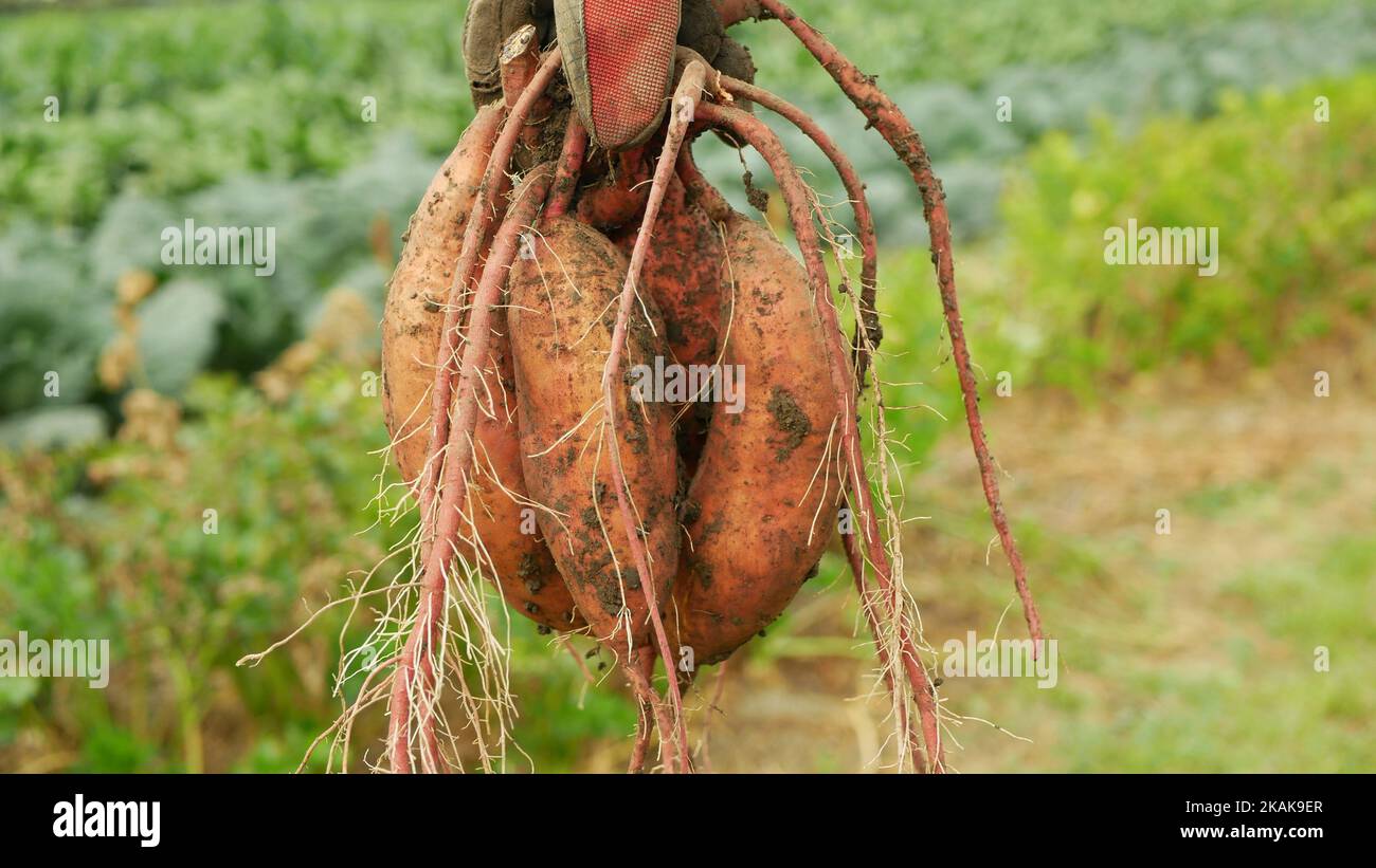 Récolte de patates douces tubercules racines champ bio Ipomoea batatas ferme mûr plante fraîche feuilles plantation de patates douces détail bouquet de roo tubercules Banque D'Images