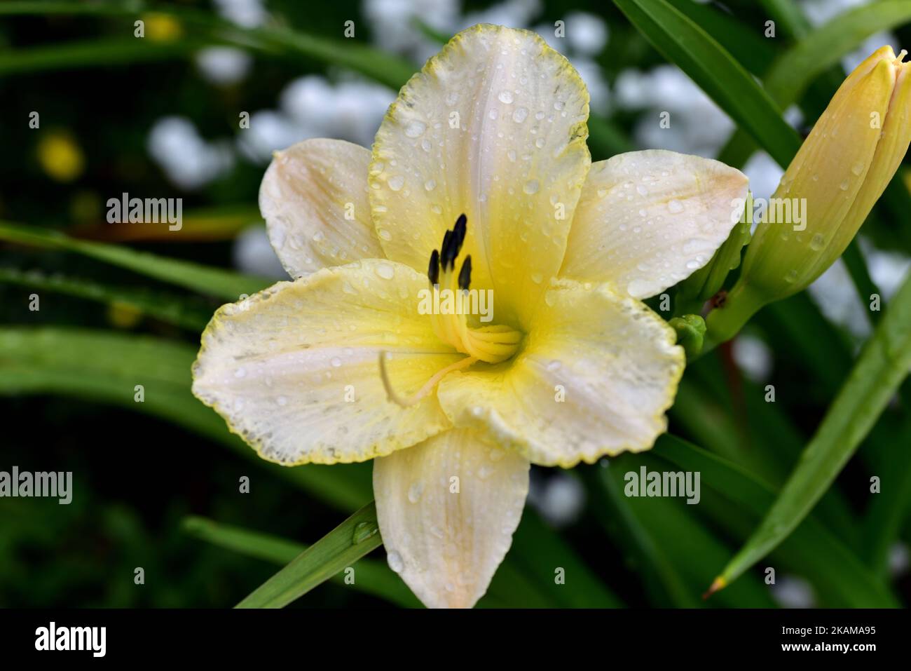 Hemerocallis, une fleur à vie courte mais qui donne de la beauté au jardin Banque D'Images