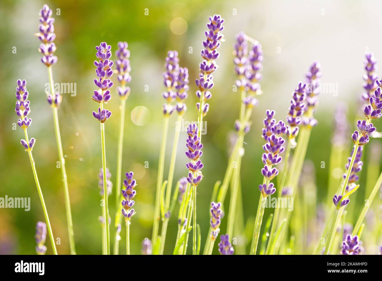 Gros plan de superbes fleurs de lavande violettes au soleil Banque D'Images