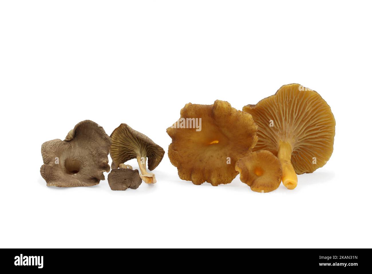 Les chanterelles comestibles sont en forme d'entonnoir sur fond blanc. Séché à gauche, frais à droite. Craterellus tubaeformis, pied jaune. Banque D'Images