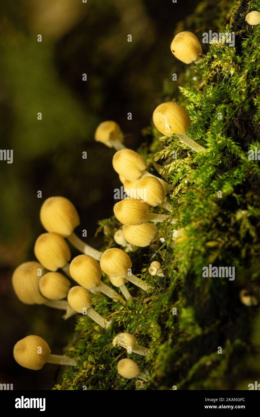 Fée Inkcap champignons, Coprinellus dissélatus, grégalous petits champignons poussant sur une souche d'arbre pourri pendant l'automne, Angleterre, Royaume-Uni Banque D'Images