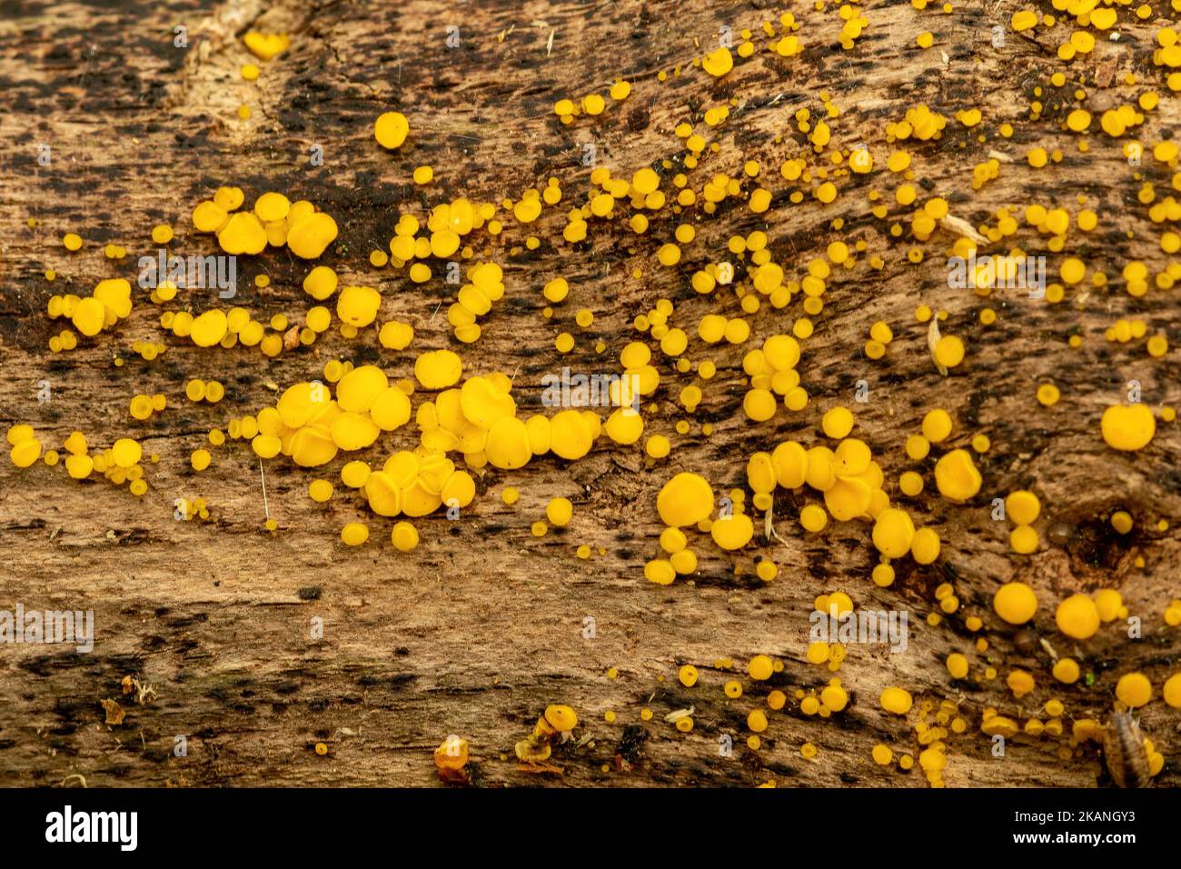 Le champignon disco de citron (Bisporella citrina) communément connu sous le nom de tasses de fée jaunes ou de discos de citron Banque D'Images