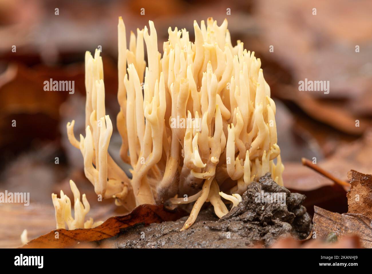Ramaria stritta, champignon corallien droit, qui pousse dans les bois de hêtre à Surrey, Angleterre, Royaume-Uni, en automne Banque D'Images