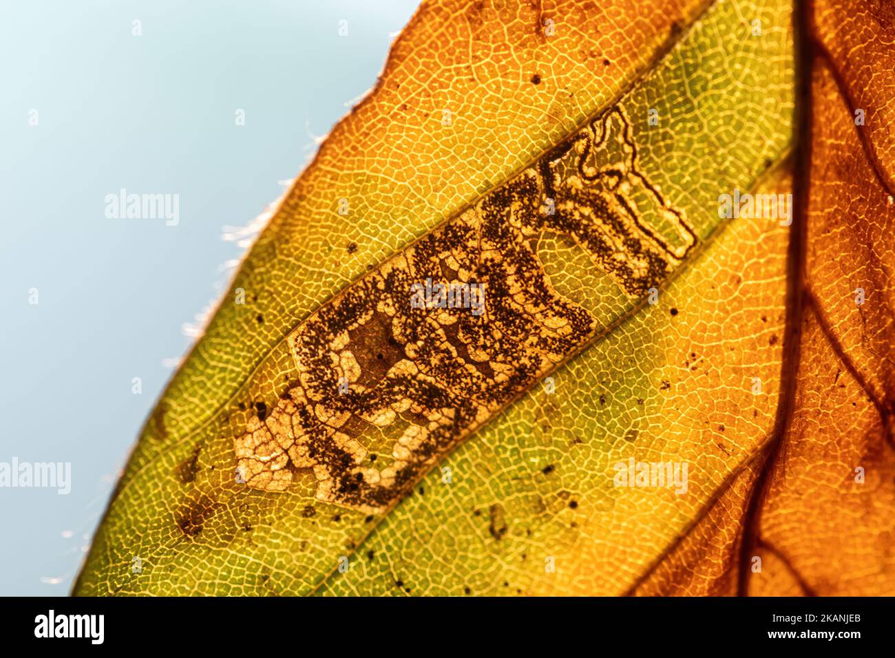 Stigmella tititirella, galerie de mines de feuilles de la teigne de l'extraction des feuilles sur la feuille de hêtre européen (Fagus sylvatica) pendant l'automne, Angleterre, Royaume-Uni Banque D'Images