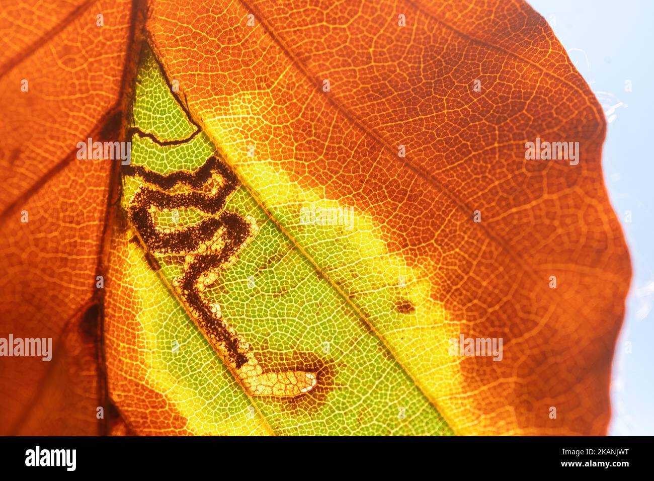 Stigmella tititirella, galerie de mines de feuilles de la teigne de l'extraction des feuilles sur la feuille de hêtre européen (Fagus sylvatica) pendant l'automne, Angleterre, Royaume-Uni Banque D'Images