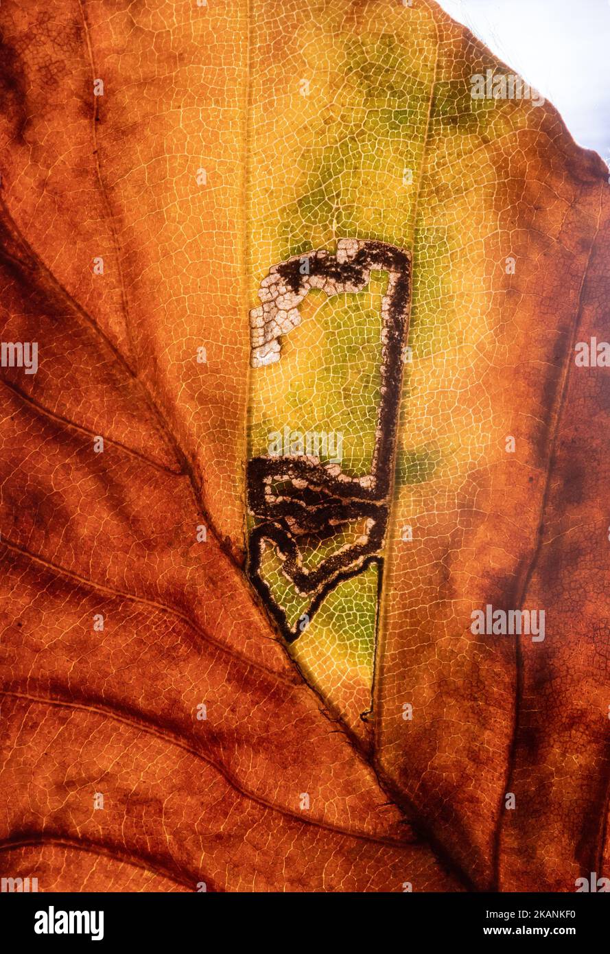 Stigmella tititirella, galerie de mines de feuilles de la teigne de l'extraction des feuilles sur la feuille de hêtre européen (Fagus sylvatica) pendant l'automne, Angleterre, Royaume-Uni Banque D'Images