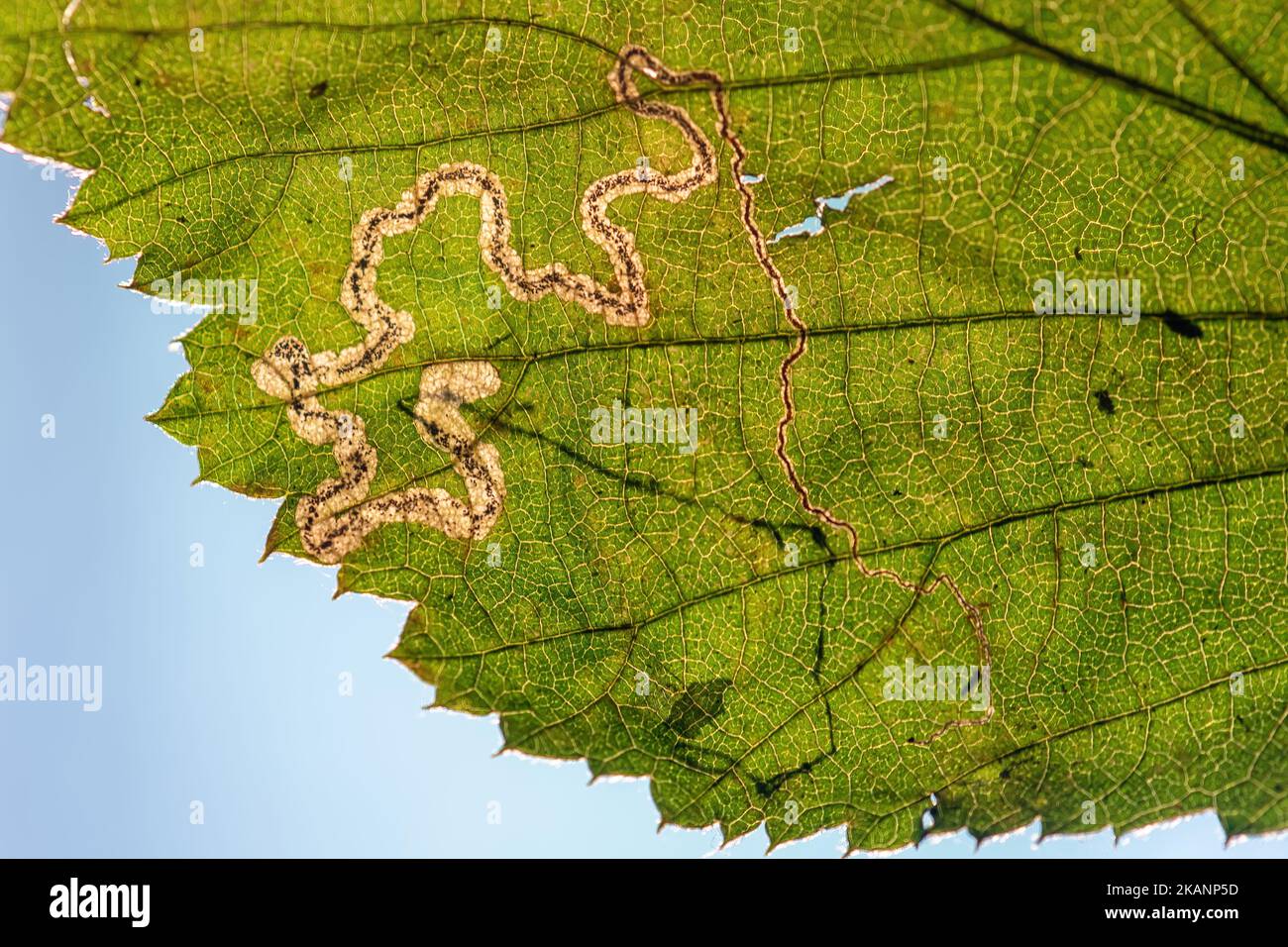 Galerie de mines de feuilles de Stigmella sp. (Probablement S. spendidissimella) sur la feuille agg. De Rubus fruticosus (mûre, saumure) en automne, Angleterre, Royaume-Uni Banque D'Images