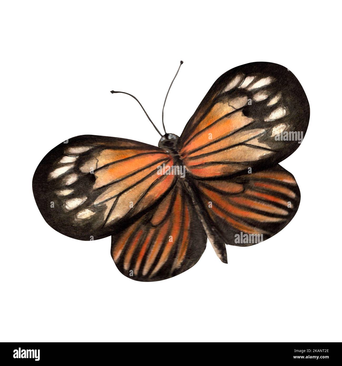 Papillon aquarelle. Un élément isolé de l'ensemble de décoration de tournesol d'illustrations aquarelle. Banque D'Images