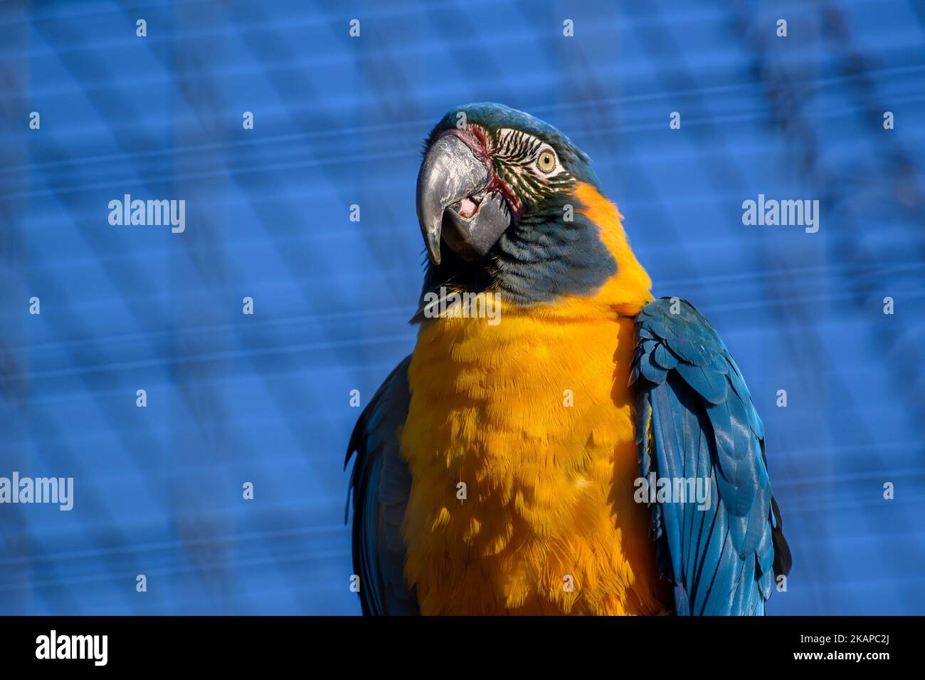 Blue-and-yellow macaw Banque D'Images
