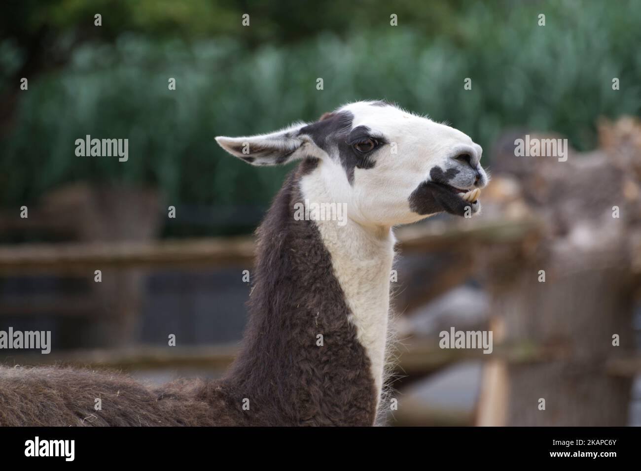 Lama Banque D'Images