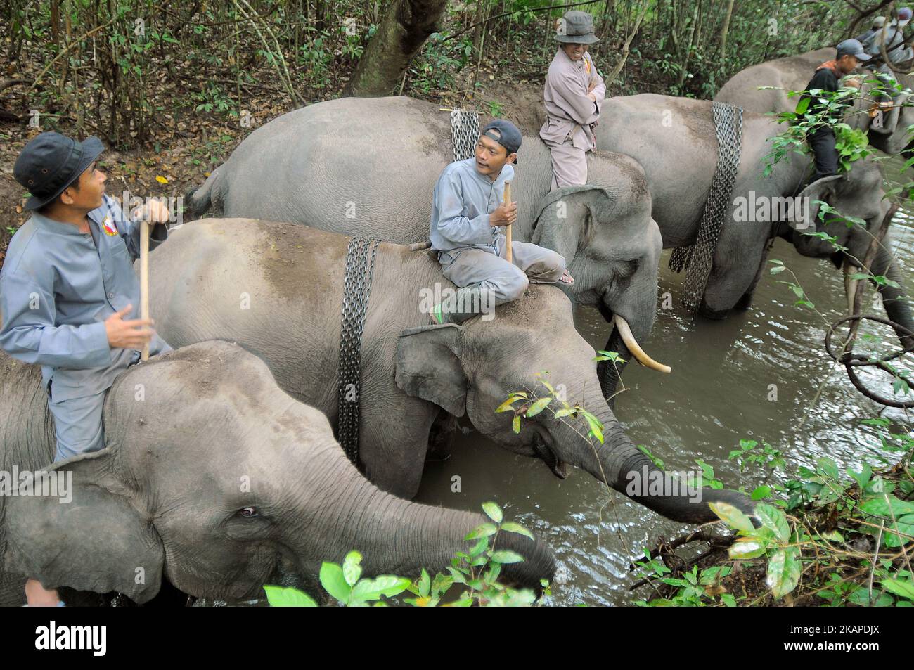 L'unité de réponse à l'éléphant de mahout (ERU) a escorté des éléphants apprivoés jusqu'à la rivière pour être nettoyés après une patrouille à l'éléphant sauvage en chemin du parc national de Kambas, Lampung, Sumatera, Indonésie sur 30 juillet,2017. L'unité d'intervention en cas d'éléphant (UER) leur travail aide non seulement à atténuer le conflit entre l'homme et l'éléphant, mais contribue également à protéger le parc national Kambas de ses activités illégales et assure la survie de la population d'éléphants de Sumatran aujourd'hui. Avec trois postes de surveillance à Bungur, Tegal Yoso et Mraghayu ERU, des patrouilles de surveillance régulières sont effectuées à l'intérieur et le long du dortoir du parc national. Dasril Roszandi (photo Banque D'Images