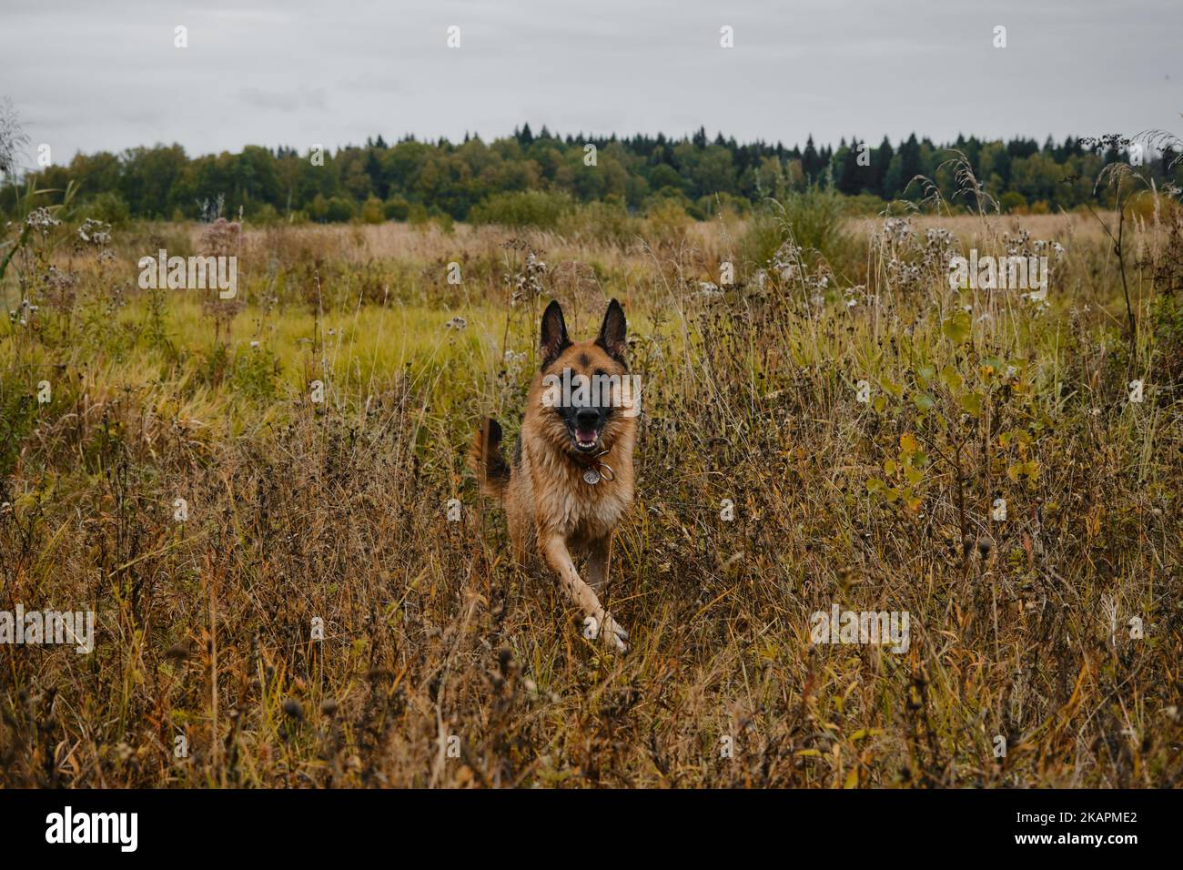 Le Berger allemand noir et rouge marche sur le terrain en automne. Herbe jaune sèche et temps nuageux. Bon chien pur-sang sur la marche sans laisse, pas de gens. Banque D'Images