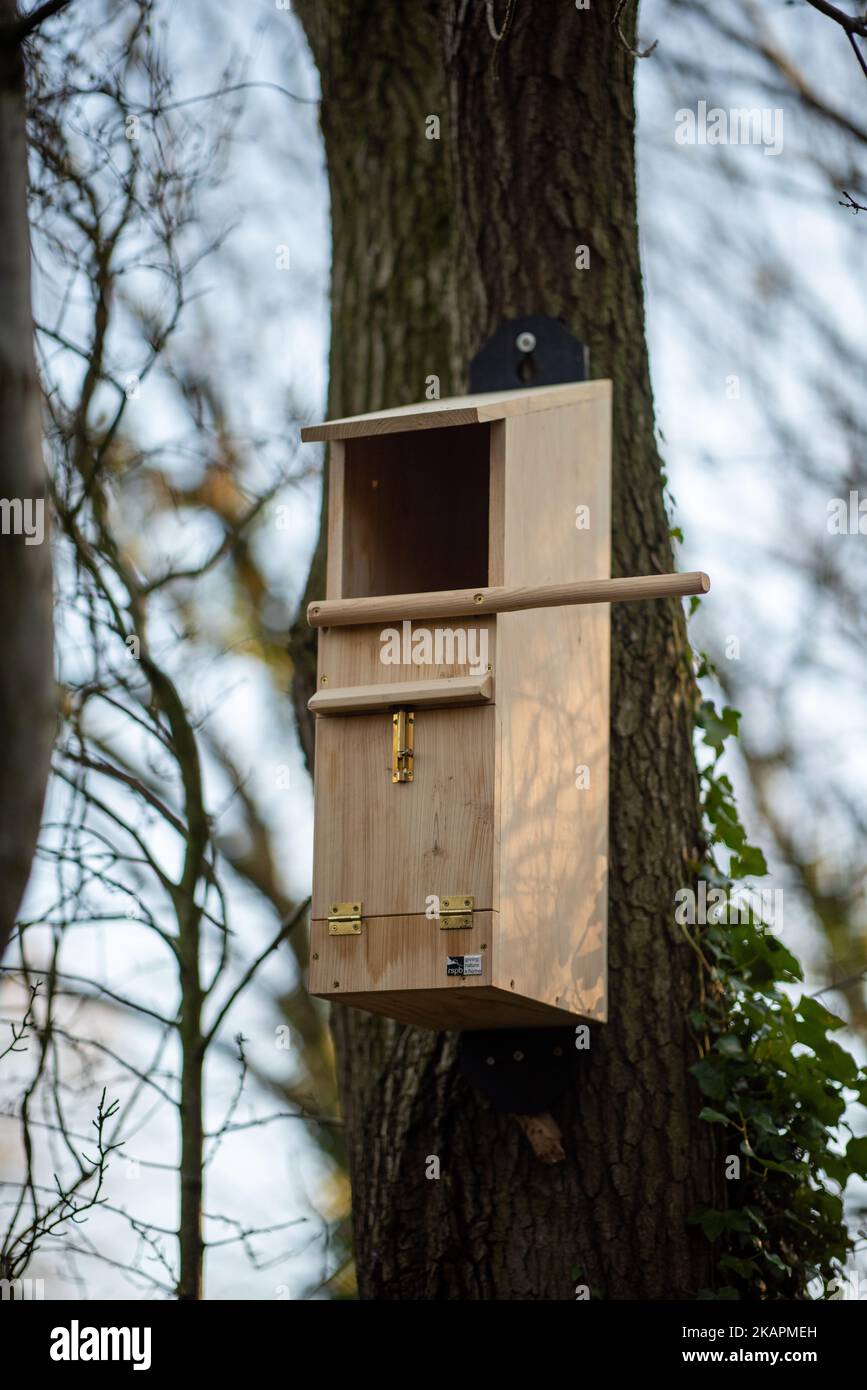 Nouvelle boîte de nid de chouette sur un grand arbre dans la forêt. Banque D'Images