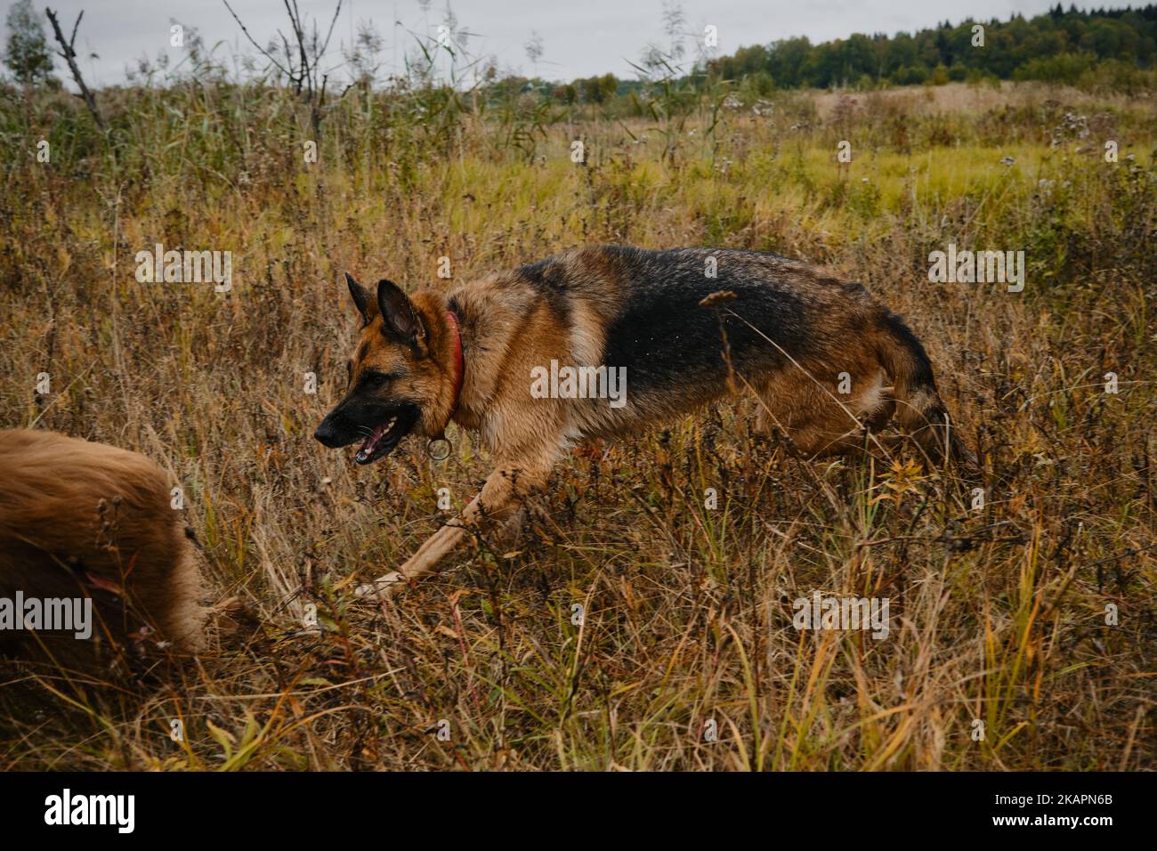 Le Berger allemand rouge noir court dans le champ d'automne sans laisse et tente de capturer le berger australien brun. Les chiens qui jouent rattrapent leur retard. Vue latérale. Personne Banque D'Images