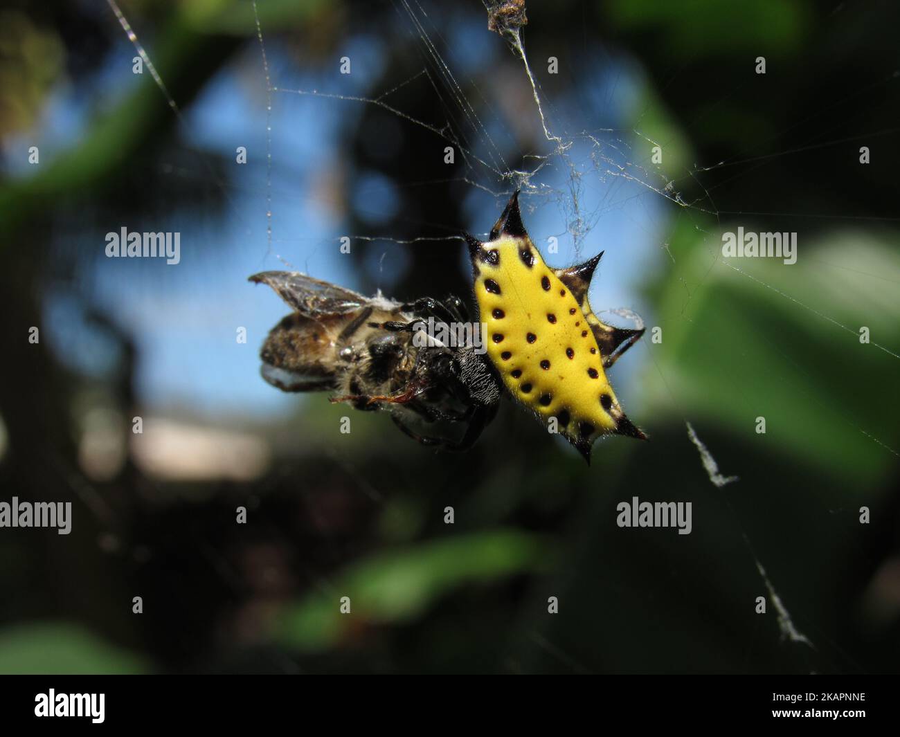 Un gros plan du jaune Gasteracantha cancriformis, sorweaver dos à la spiniée avec une proie sur le toile d'araignée. Banque D'Images