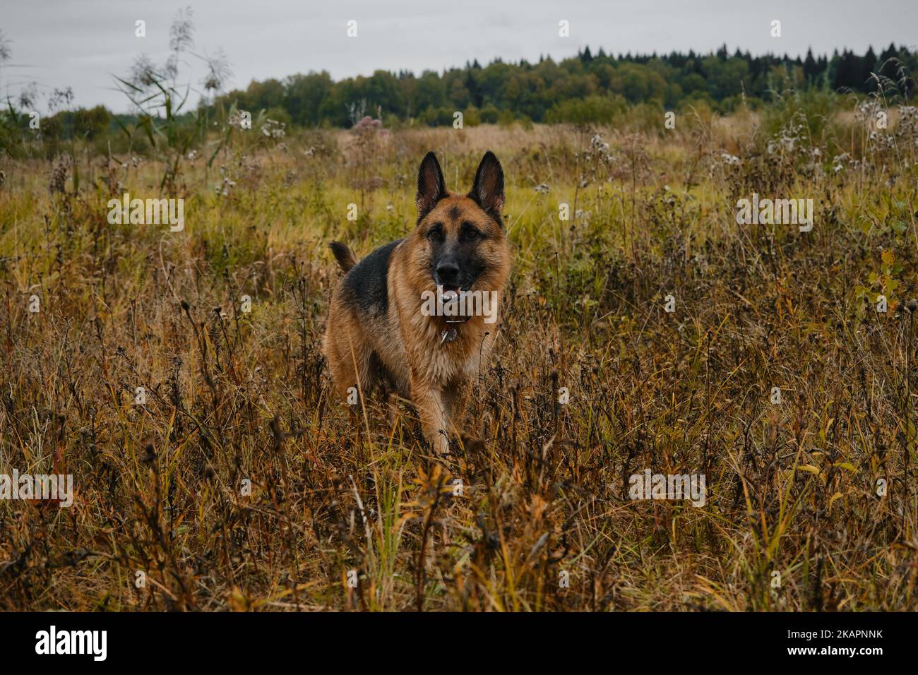 Le Berger allemand noir et rouge marche sur le terrain en automne. Herbe jaune sèche et temps nuageux. Bon chien pur-sang sur la marche sans laisse, pas de gens. Banque D'Images