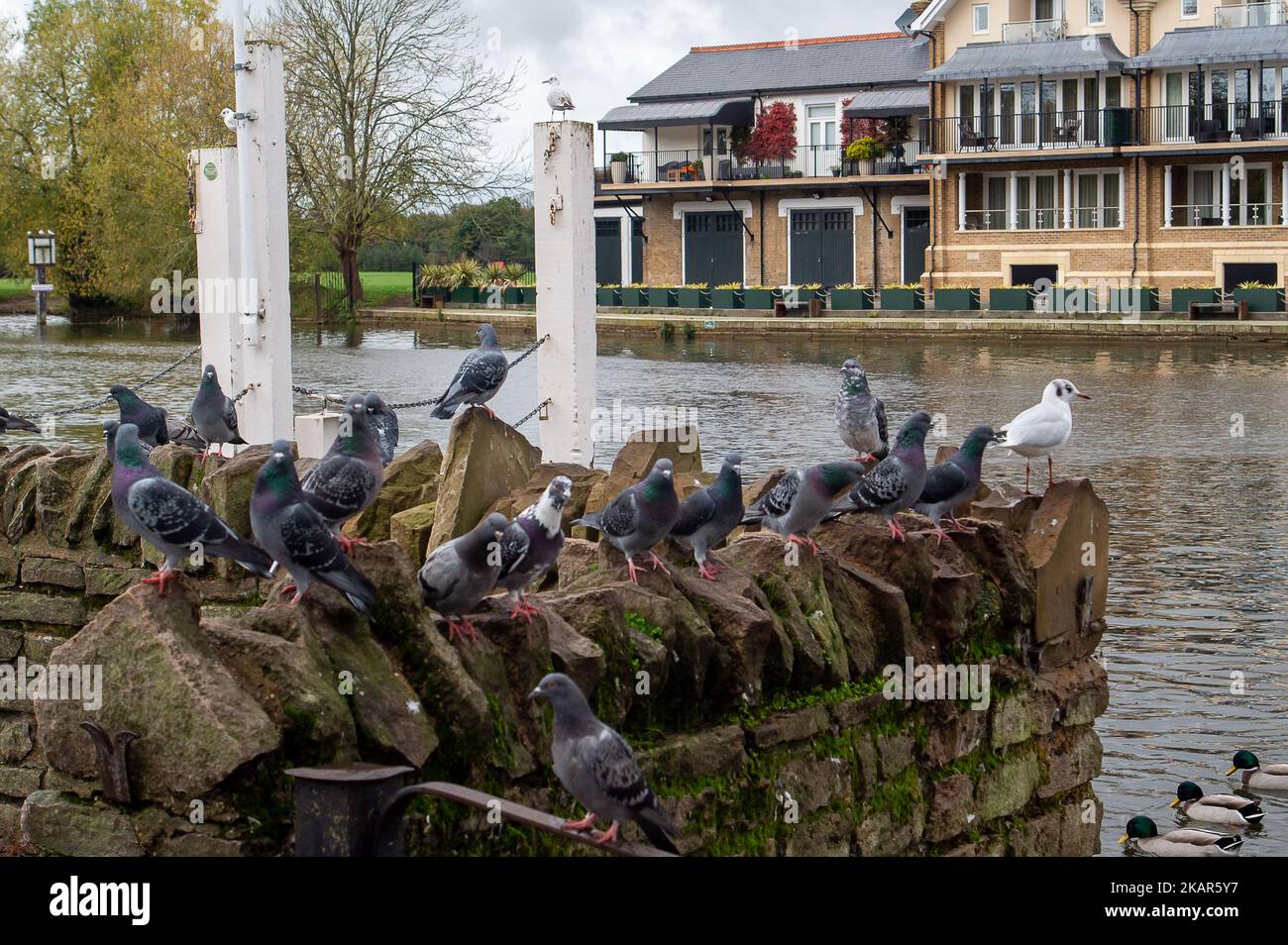 Windsor, Royaume-Uni. 3rd novembre 2022. Cygnes, oies, canards, goélands et pigeons sur et près de la Tamise à Windsor dans l'espoir de se nourrir par les passants. Heureusement, l'épidémie actuelle d'influenza aviaire n'a pas encore atteint Windsor. Le nombre de cygnes sur la Tamise à Windsor est en baisse, comme malheureusement un certain nombre de cygnes et cygnes de l'année dernière sont morts plus tôt cette année après l'éclosion de la grippe aviaire à l'époque. Un ordre national de logement sera introduit le lundi 7th novembre 2022, ce qui fait de l'obligation légale pour les éleveurs et les éleveurs de volailles de loger leurs troupeaux tels que les poules et les dindes pour tenter d'arrêter le Banque D'Images