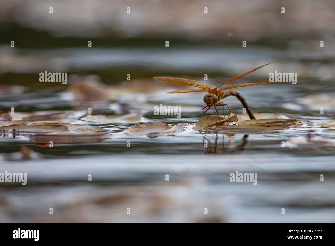 Libellule (Odenata) assise sur une feuille. Un insecte de Norvège. on dirait un hélicoptère. l'insecte vole près de l'eau et pond les œufs. Banque D'Images