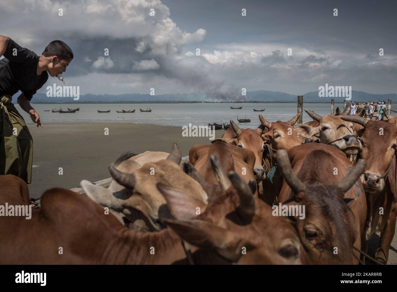 De la fumée est visible du côté de la frontière du Myanmar et des vaches des villages de Rakhain attendent après avoir traversé la NAF; Teknaf, Bangladesh. 14 septembre 2017 le Bangladesh utilisera des troupes pour fournir une aide étrangère à la ville frontalière qui a été submergée par les réfugiés musulmans Rohingya du Myanmar, ont annoncé à la fin du 14 septembre. Cette décision fait suite à la critique des conditions chaotiques dans lesquelles les secours ont été distribués dans les immenses camps autour de Cox's Bazar, où environ 389 000 Rohingya de l'État Rakhine du Myanmar sont arrivés depuis 25 août. (Photo de Turjoy Chowdhury/NurPhoto) Banque D'Images