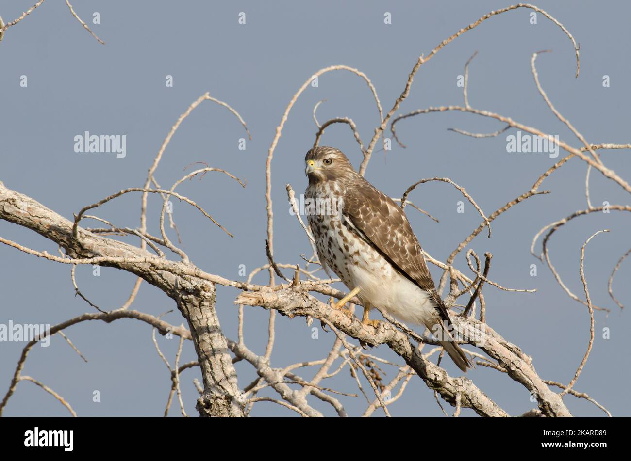 Buse à épaulettes, Buteo lineatus, immature Banque D'Images