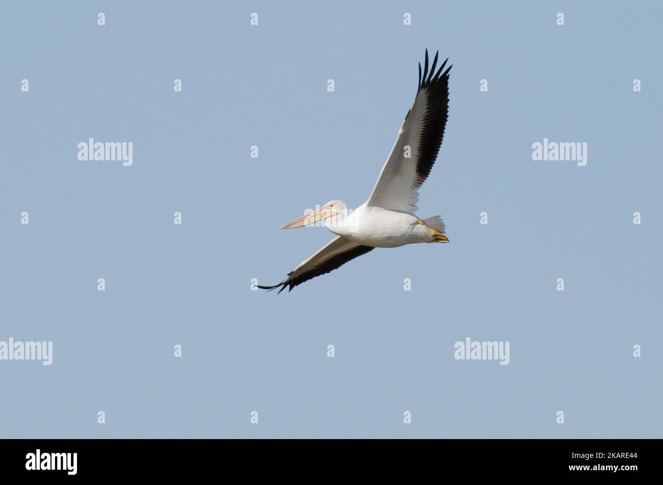 Pelican blanc américain, Pelecanus erythrorhynchos, en vol Banque D'Images