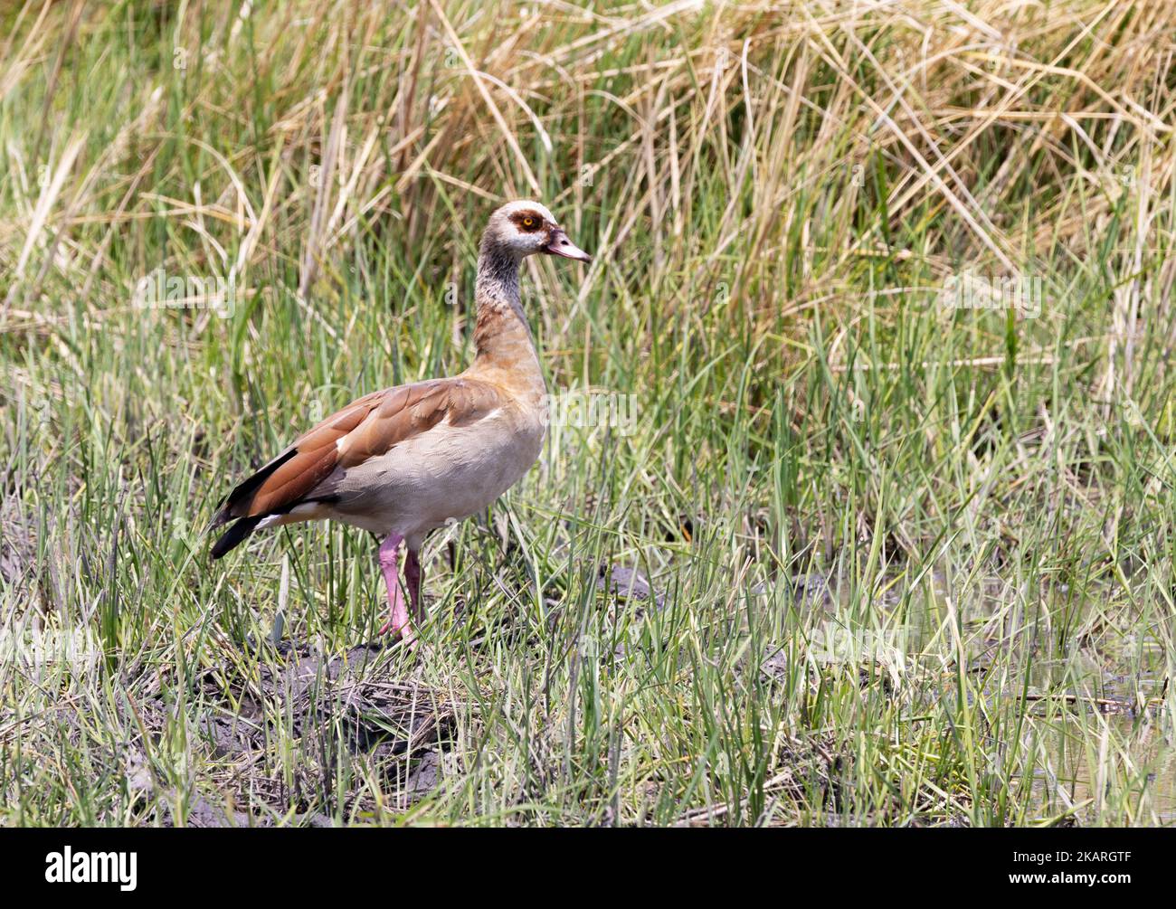 Oies égyptiennes, Alopochen aegyptiacus, un oiseau adulte, delta de l'Okavango, Botswana, Afrique. Oiseaux africains. Banque D'Images