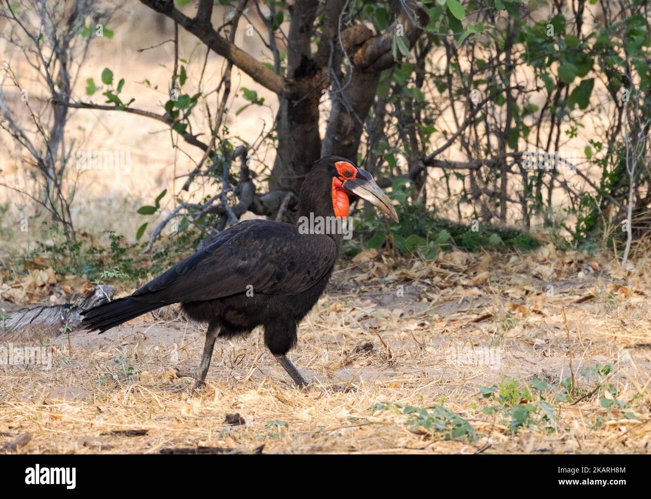 Sud Hornbill Botswana. Oiseau Hornbill adulte, Bucorvus leadbeateri, delta d'Okavango, Botswana Afrique. Oiseaux africains Banque D'Images