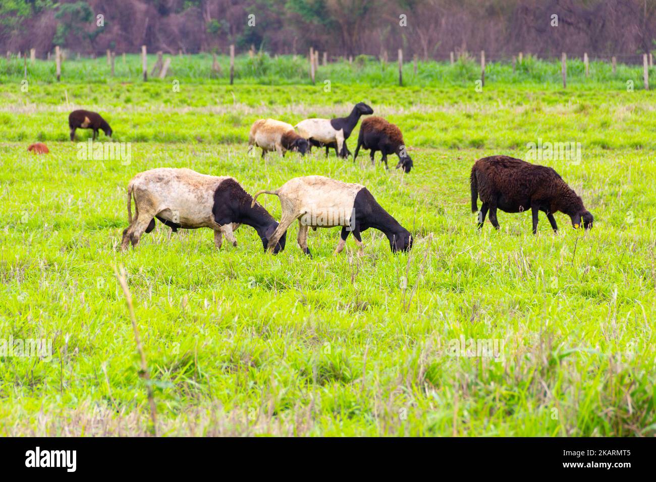 Goias, Brésil – 30 octobre 2022 : un petit troupeau de moutons dortoirs dans le pâturage se nourrissant de l'herbe. Banque D'Images