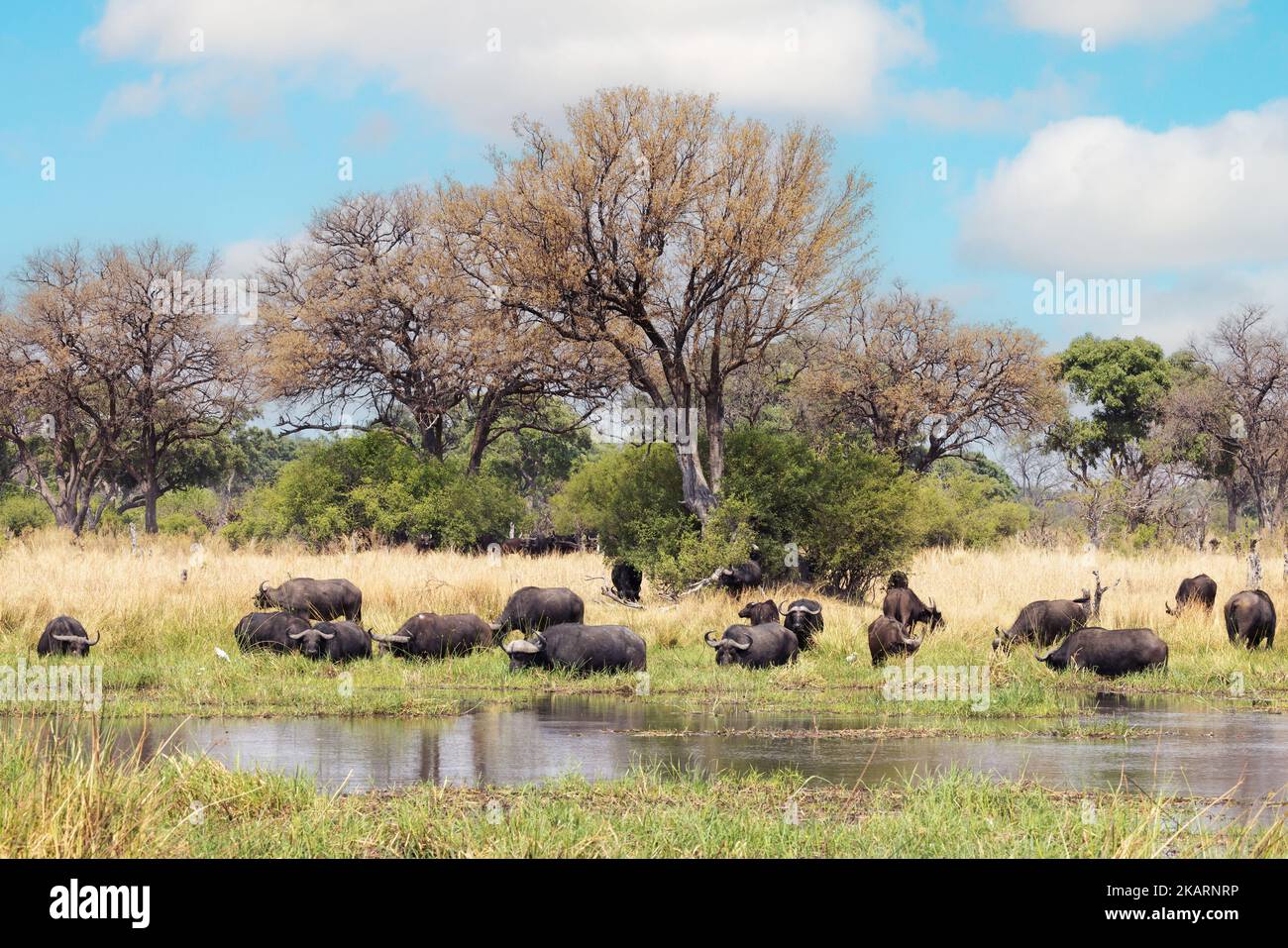 Paysage africain; buffles se nourrissant par la rivière Kwai, Moremi Game Reserve, Botswana Afrique. - Paysages sauvages. Banque D'Images