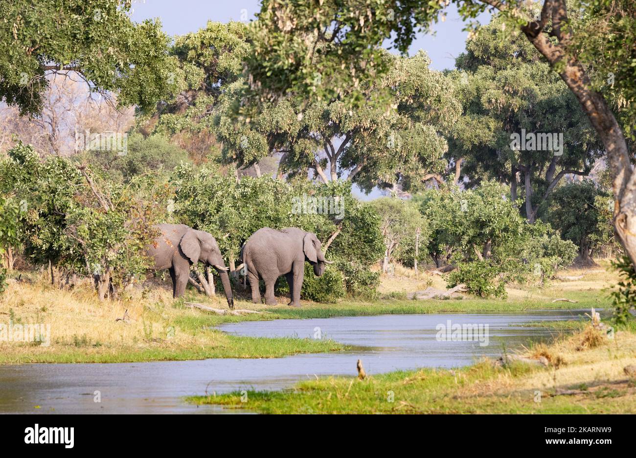 Paysage du Botswana; éléphants se nourrissant au bord d'une piscine, réserve de gibier de Moremi, delta d'Okavango, paysages d'Afrique du Botswana. Banque D'Images