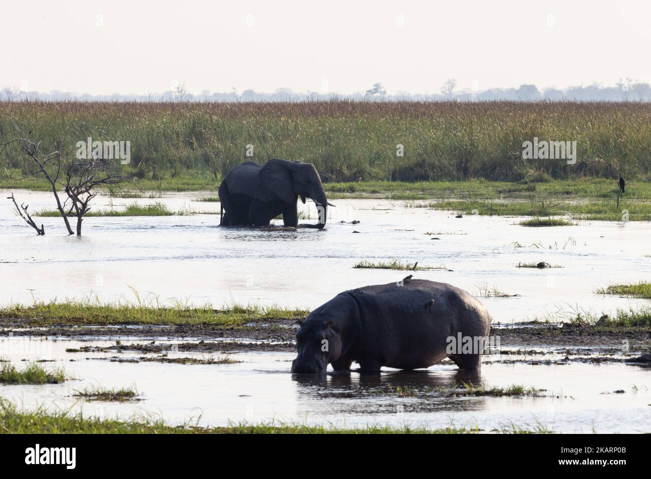 Animaux sauvages dans une scène de paysage d'Okavango, hippopotame et éléphant dans l'eau au crépuscule, delta d'Okavango, Botswana Afrique. Animaux africains Banque D'Images