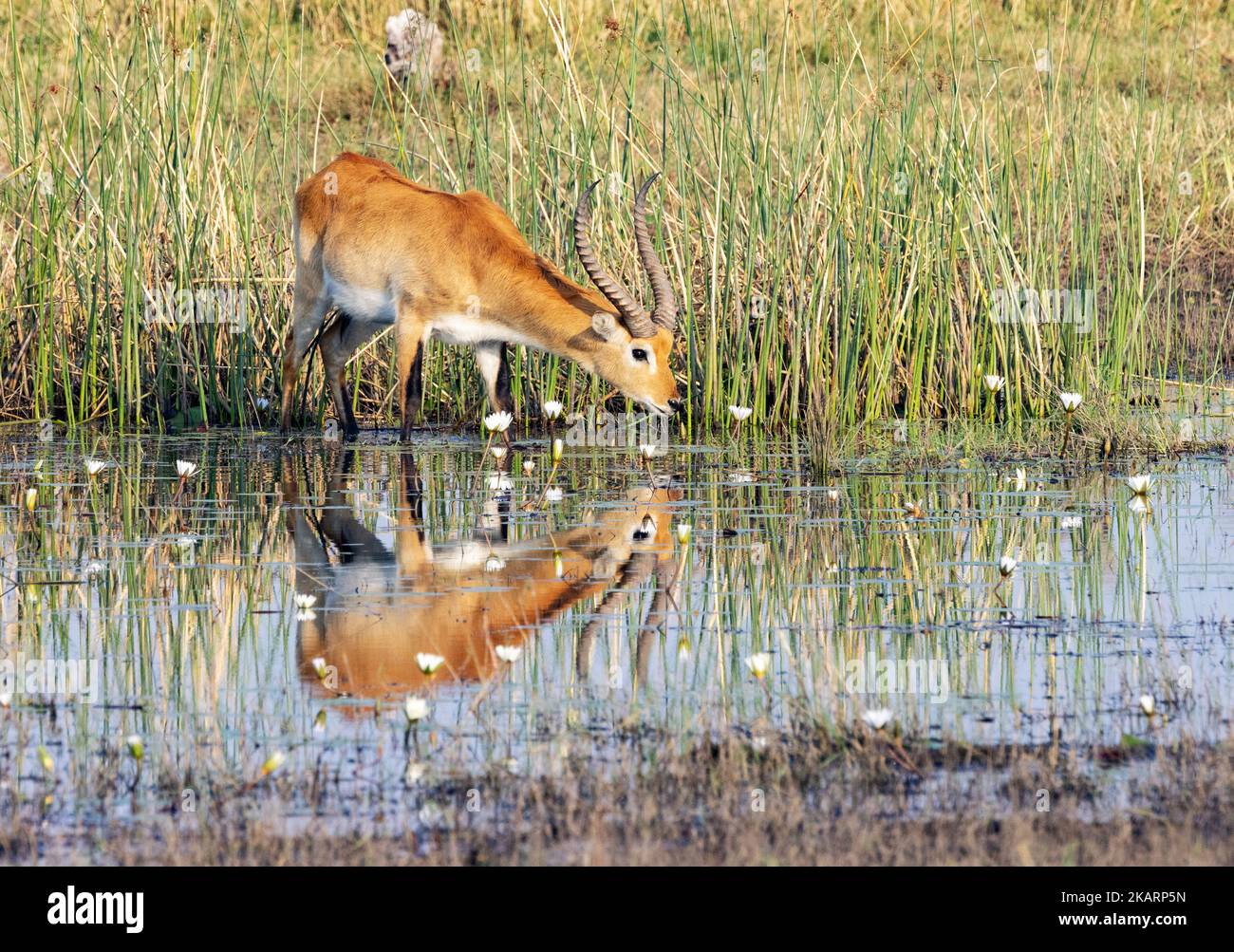Antilope Red Lechwe buvant de la rivière Kwai, leche de Kobus, réserve de gibier de Moremi, delta d'Okavango, Botswana Afrique. Faune africaine. Banque D'Images