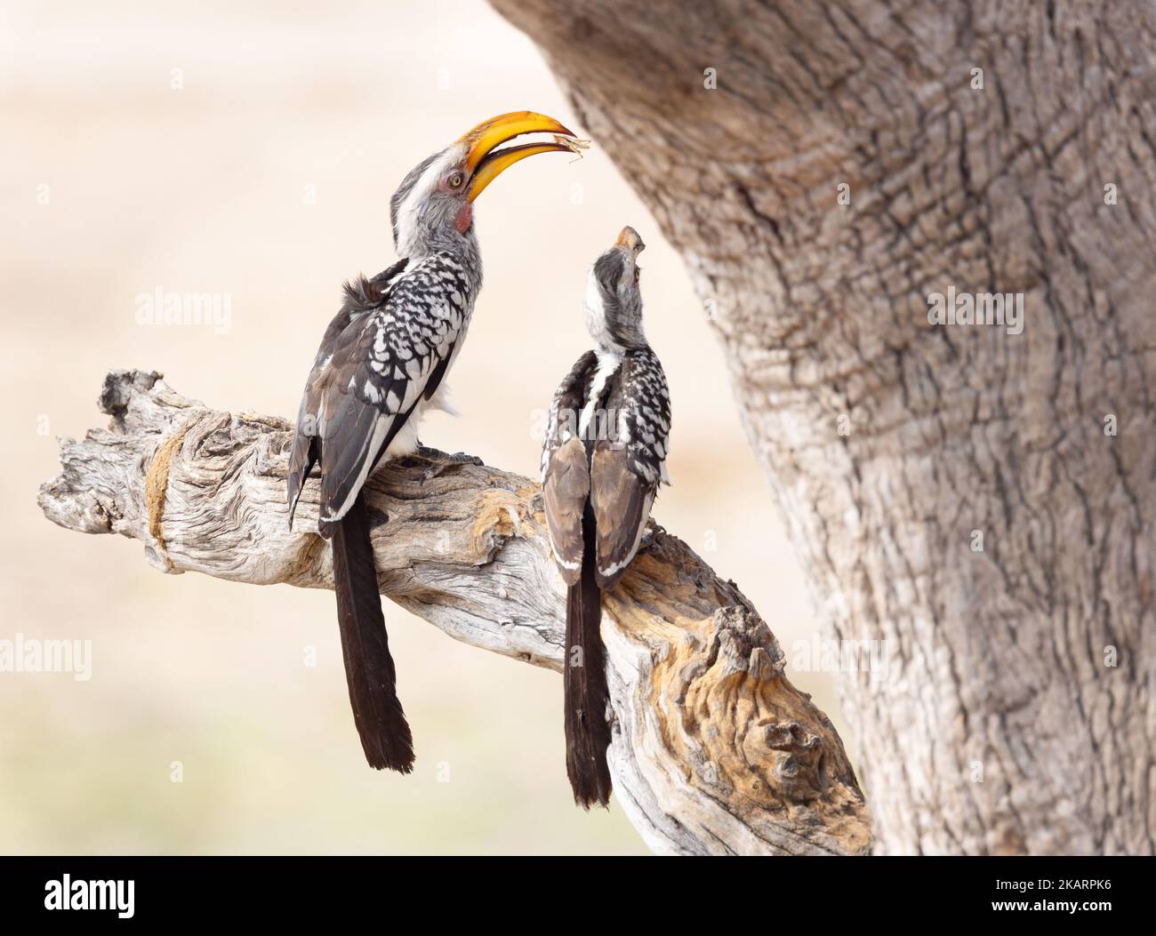 Hornbill à bec jaune du sud, Tockus leucomelas; Banque D'Images