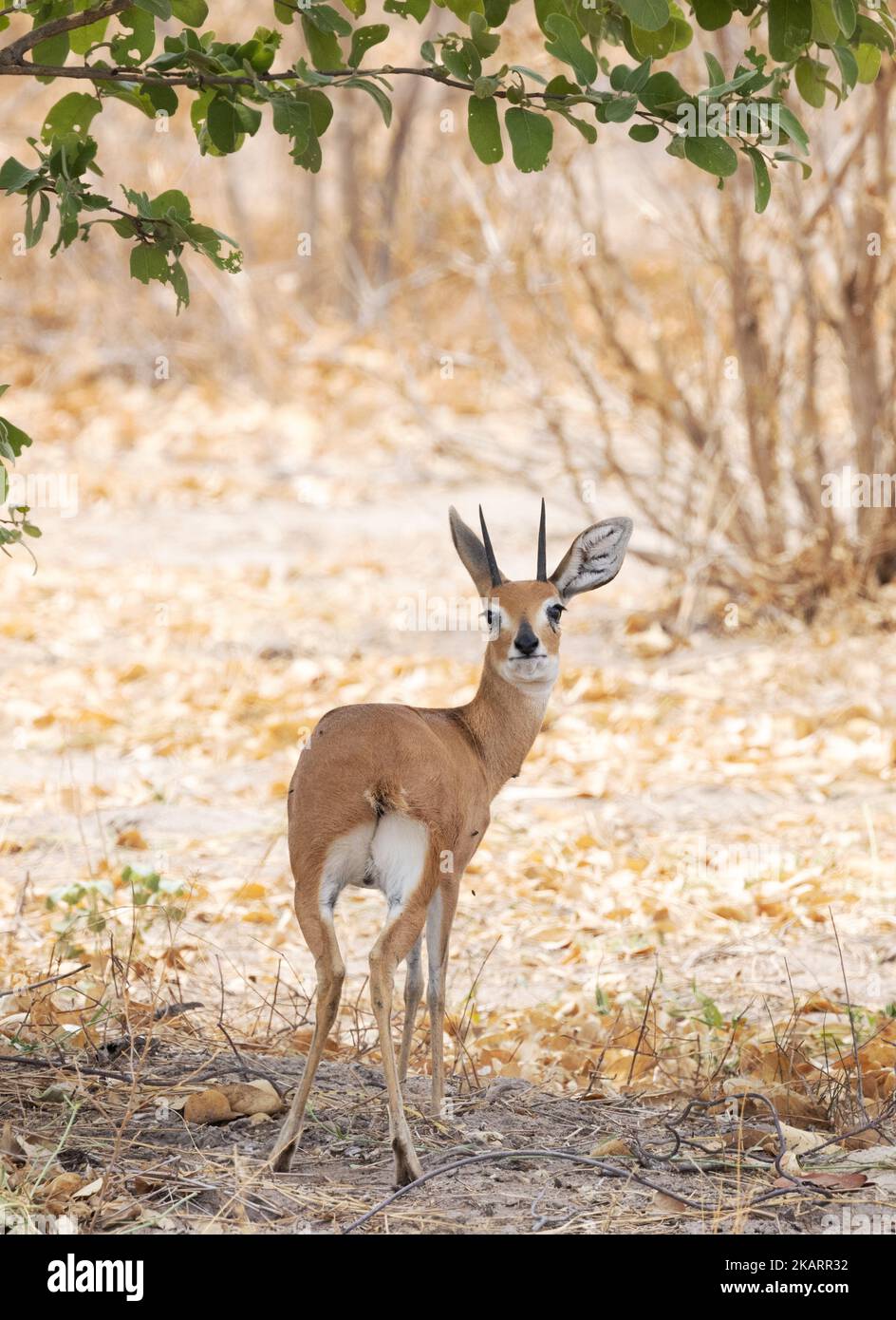 Homme adulte Steenbok, Raphicerus campestris, un petit antilope commun, Moremi Game Reserve, Okavango Delta, Botswana Afrique - animal africain Banque D'Images