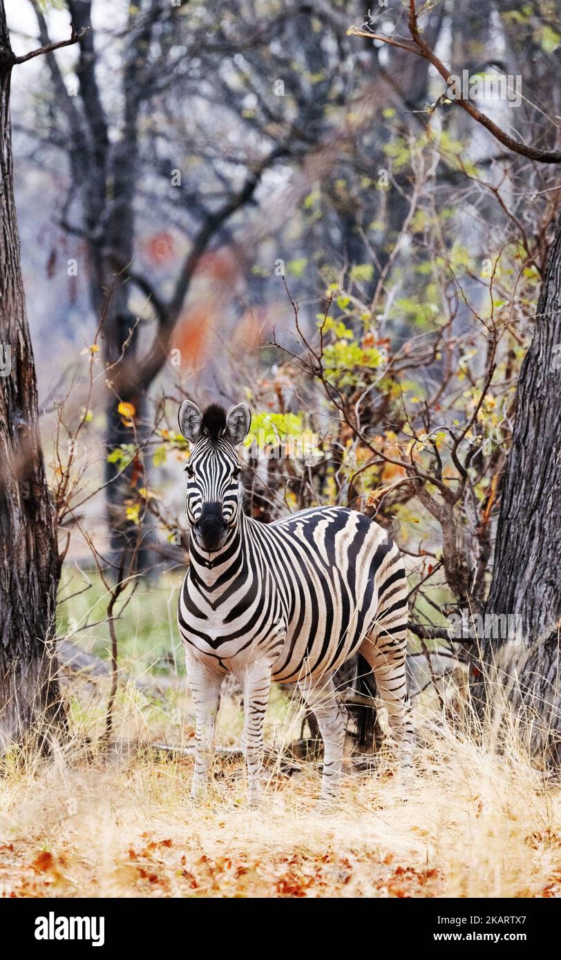 Burchells Zebra, Equus quagga burchellii; un zèbre adulte vu dans la réserve de gibier de Moremi, delta d'Okavango, Botswana Afrique. Animal sauvage africain Banque D'Images