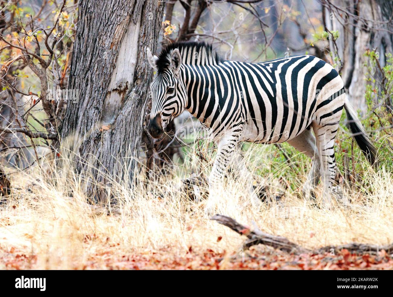 Burchells Zebra, Equus quagga burchellii; un zèbre adulte vu dans la réserve de gibier de Moremi, delta d'Okavango, Botswana Afrique. Animal sauvage africain Banque D'Images