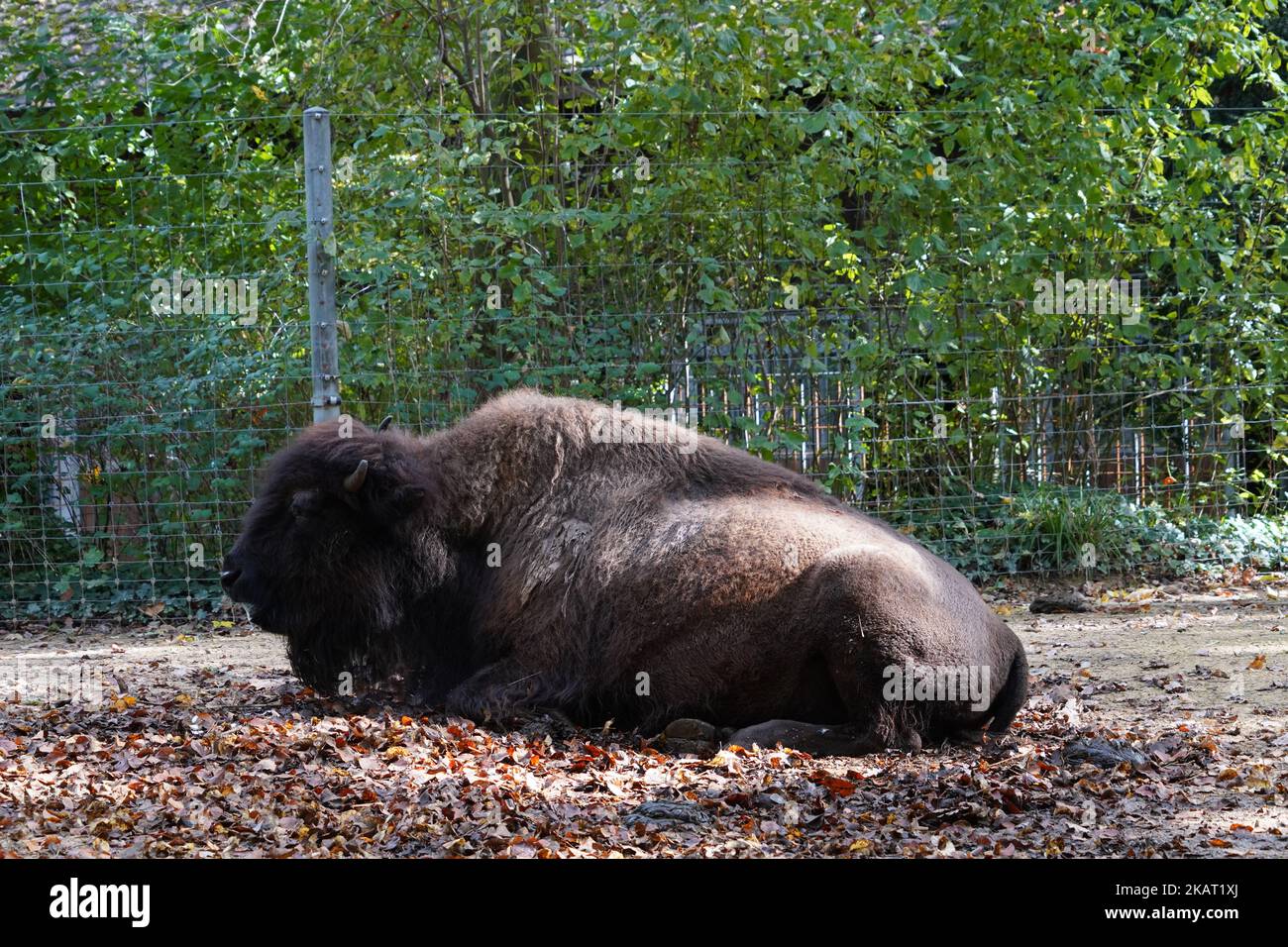 Vue sur les jeunes bisons américains, dans le bison latin, pontant sur le sol recouvert de feuillage des arbres entourant le pavillon du zoo suisse. Banque D'Images