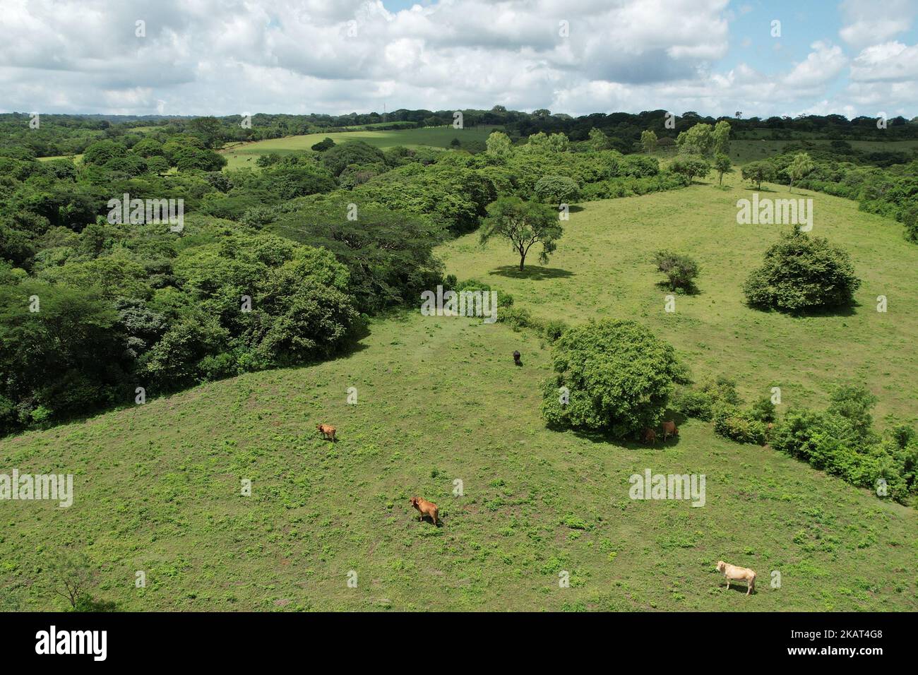 Couple vaches sur fond vert pâturage vue aérienne de dessus de drone Banque D'Images Couple vaches sur fond vert pâturage vue aérienne de dessus de drone Banque D'Images