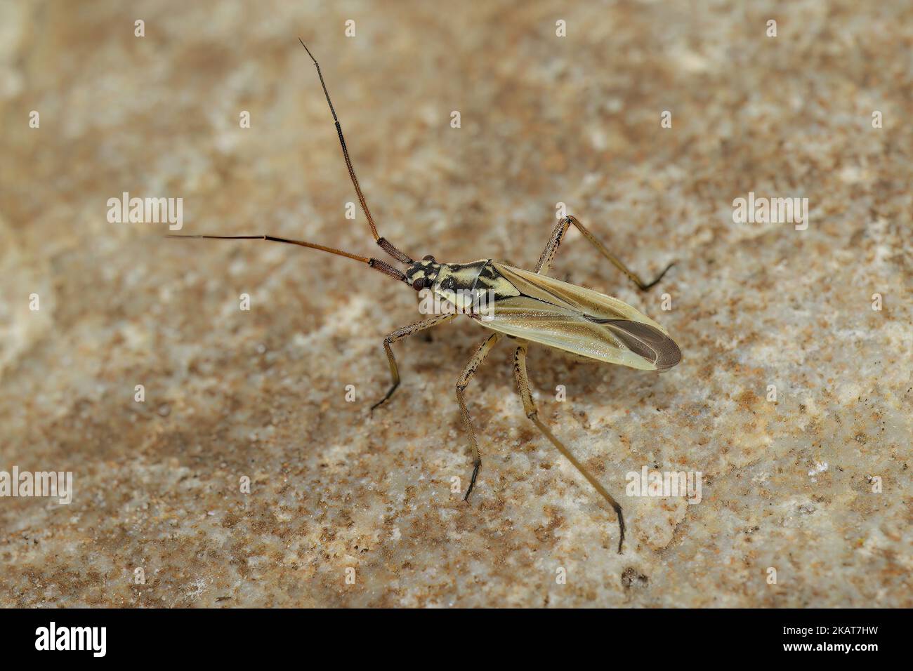 Gros plan détaillé sur un insecte adulte de Grass Meadow Plant, Leptopterna dolabrata, assis sur la pierre Banque D'Images