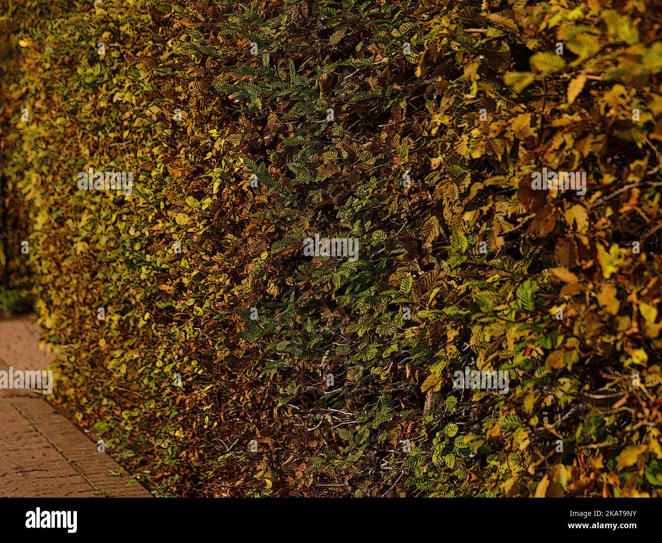 Illustration d'un gros plan d'une haie de hêtre feuilles changeant de couleur en automne. Banque D'Images