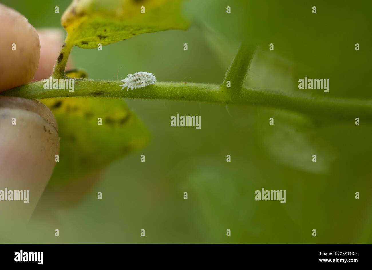 Vue macro de Mealybug sur une branche de tomate Banque D'Images