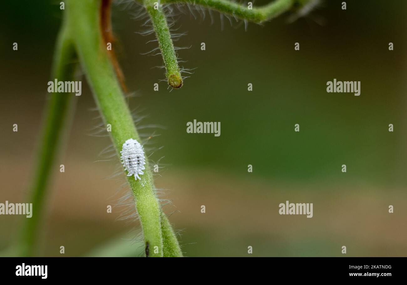 Coléoptère Qui Ravage Le Blé Et Le Riz Stocké Plantes endommagées par les insectes Banque de photographies et d'images à  haute résolution - Alamy