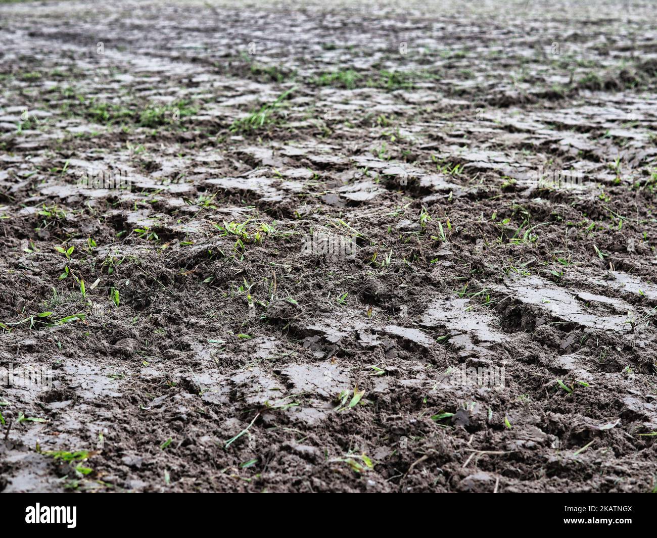 riz paddy sol brun Banque D'Images