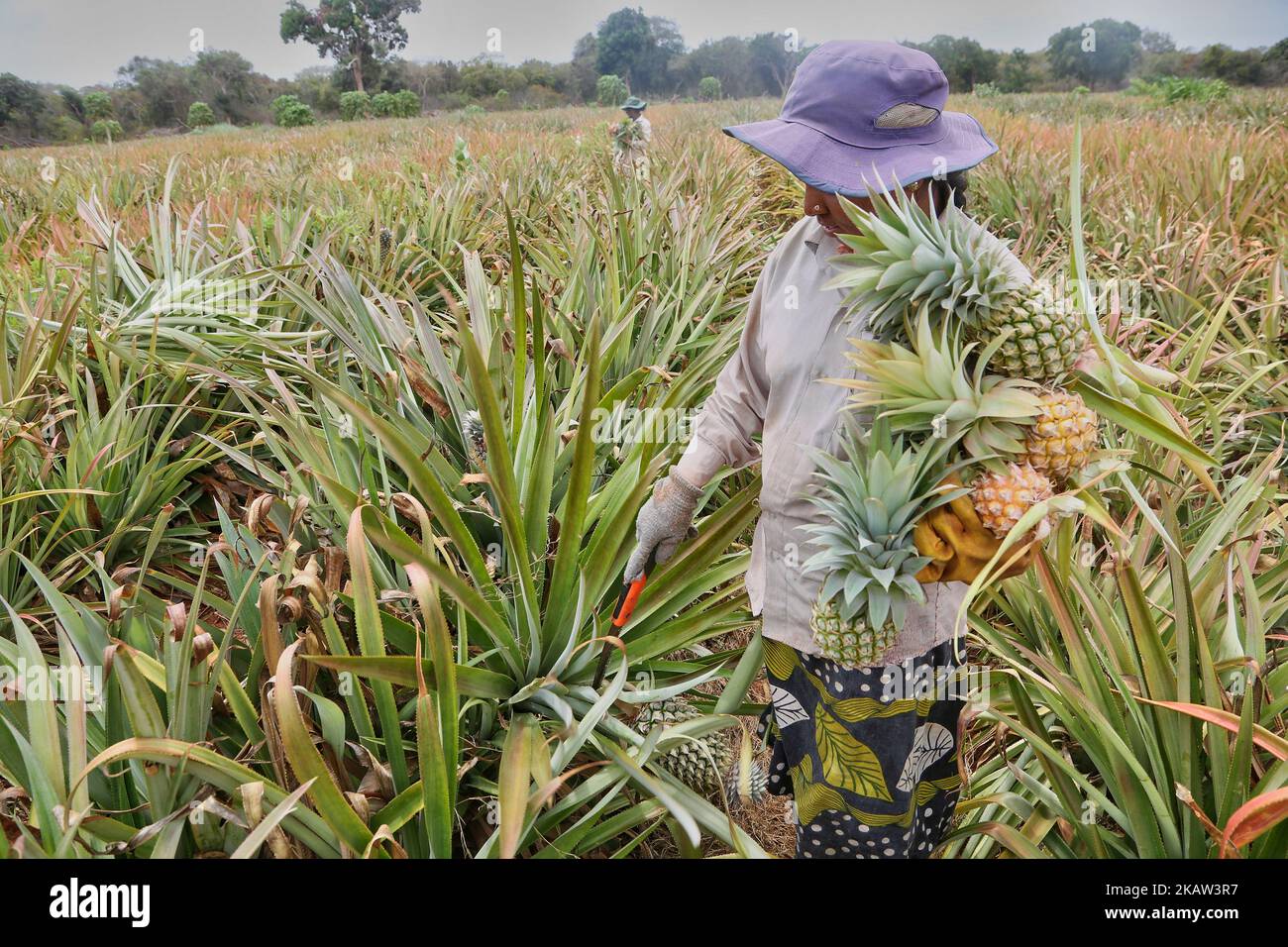 Les femmes tamoules cueilépommes dans une ferme d'ananas située dans une région reculée de Mannar, au Sri Lanka. Cette ferme cultive des ananas biologiques et bio-dynamiques et emploie des travailleurs agricoles vivant dans des régions défavorisées du Sri Lanka pour améliorer leur niveau de vie. (Photo de Creative Touch Imaging Ltd./NurPhoto) Banque D'Images