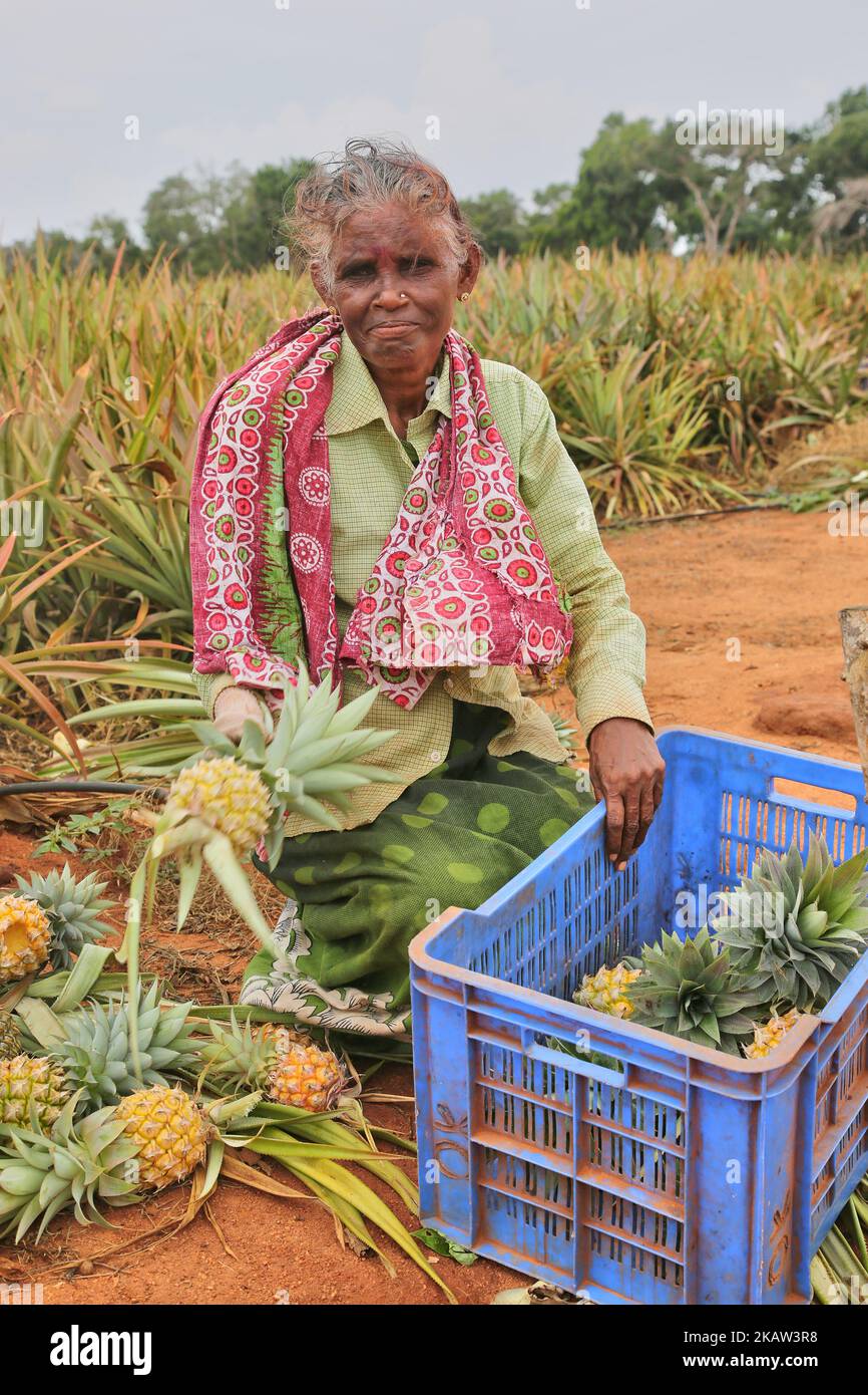 Femme tamoule récoltant des ananas dans une ferme d'ananas située dans une région reculée de Mannar, au Sri Lanka. Cette ferme cultive des ananas biologiques et bio-dynamiques et emploie des travailleurs agricoles vivant dans des régions défavorisées du Sri Lanka pour améliorer leur niveau de vie. (Photo de Creative Touch Imaging Ltd./NurPhoto) Banque D'Images