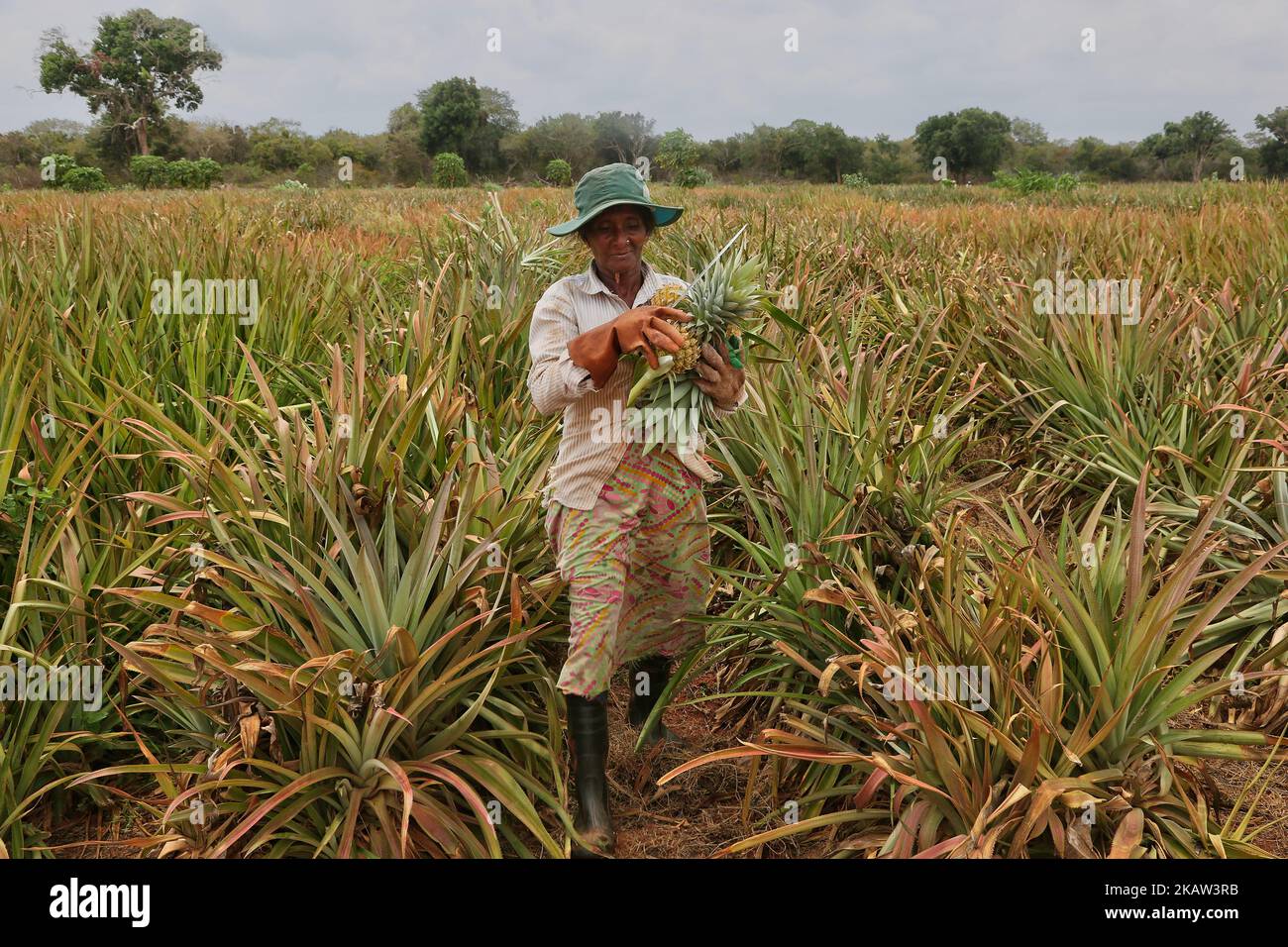 Une femme tamoule cueille des ananas dans une ferme d'ananas située dans une région reculée de Mannar, au Sri Lanka. Cette ferme cultive des ananas biologiques et bio-dynamiques et emploie des travailleurs agricoles vivant dans des régions défavorisées du Sri Lanka pour améliorer leur niveau de vie. (Photo de Creative Touch Imaging Ltd./NurPhoto) Banque D'Images