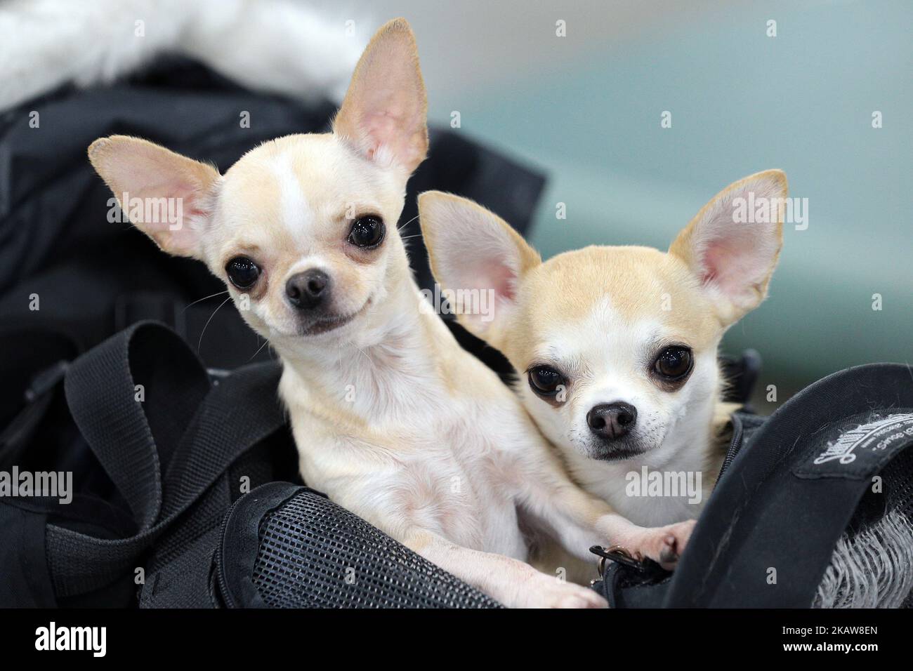 Chiguaguas Smooth Coat au Michigan Winter Dog Classic show à la Suburban Showcase Collection à Novi, Michigan, États-Unis, le dimanche, 21 janvier 2018. Plus de 7 000 chiens, de 160 races et plus, participent à des compétitions et à des performances de types diferents de dressage de chiens. (Photo de Jorge Lemus/NurPhoto) Banque D'Images