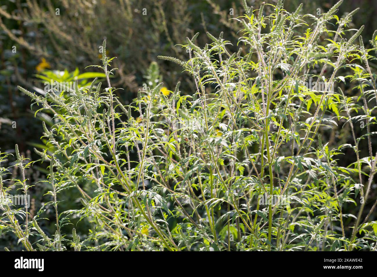 Ambrosie, Ambrosia, Beifußblättriges Traubenkraut, Beifuß-Traubenkraut, Beifuß-Ambrosie, Traubenkraut, Aufrechtes Traubenkraut, Wilder Hanf, Ambrosia Banque D'Images