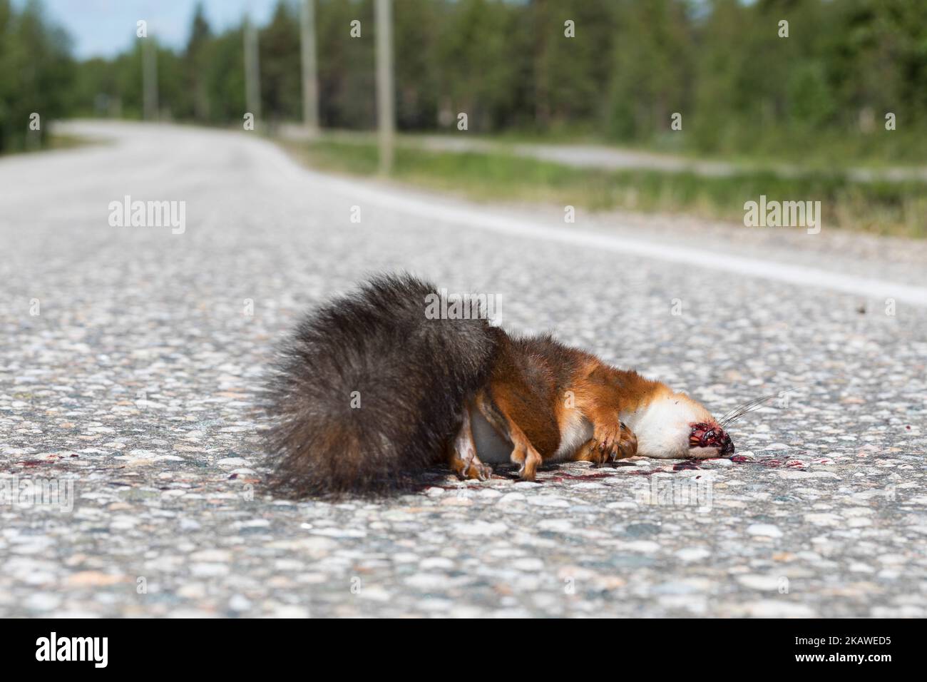 Eichhörnchen, Tot auf der Staße liegend, von Auto überfahren, Straßentod, Verkehrsopfer, Europäisches Eichhörnchen, Eurasisches Eichhörnchen, Sciurus Banque D'Images